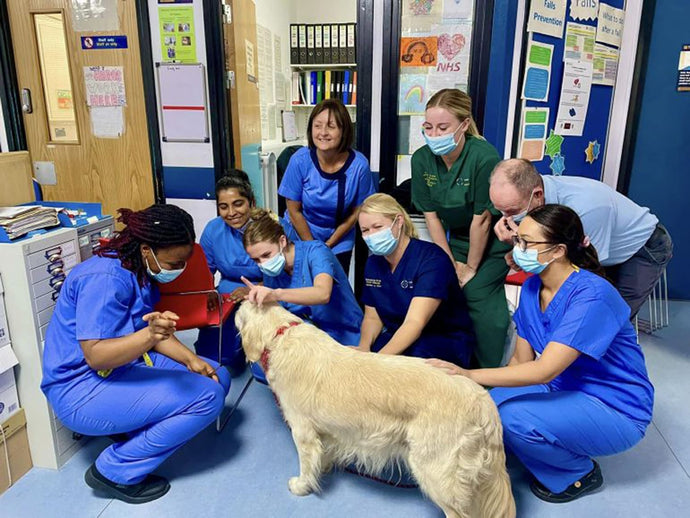 Argyfwng costau byw: Pedair miliwn o berchnogion anifeiliaid anwes yn torri'n ôl ar siop fwyd wythnosol i fforddio eu hanifeiliaid