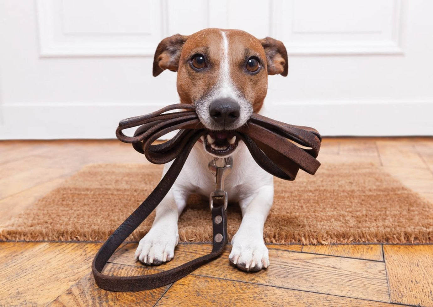 jack russel with a leash