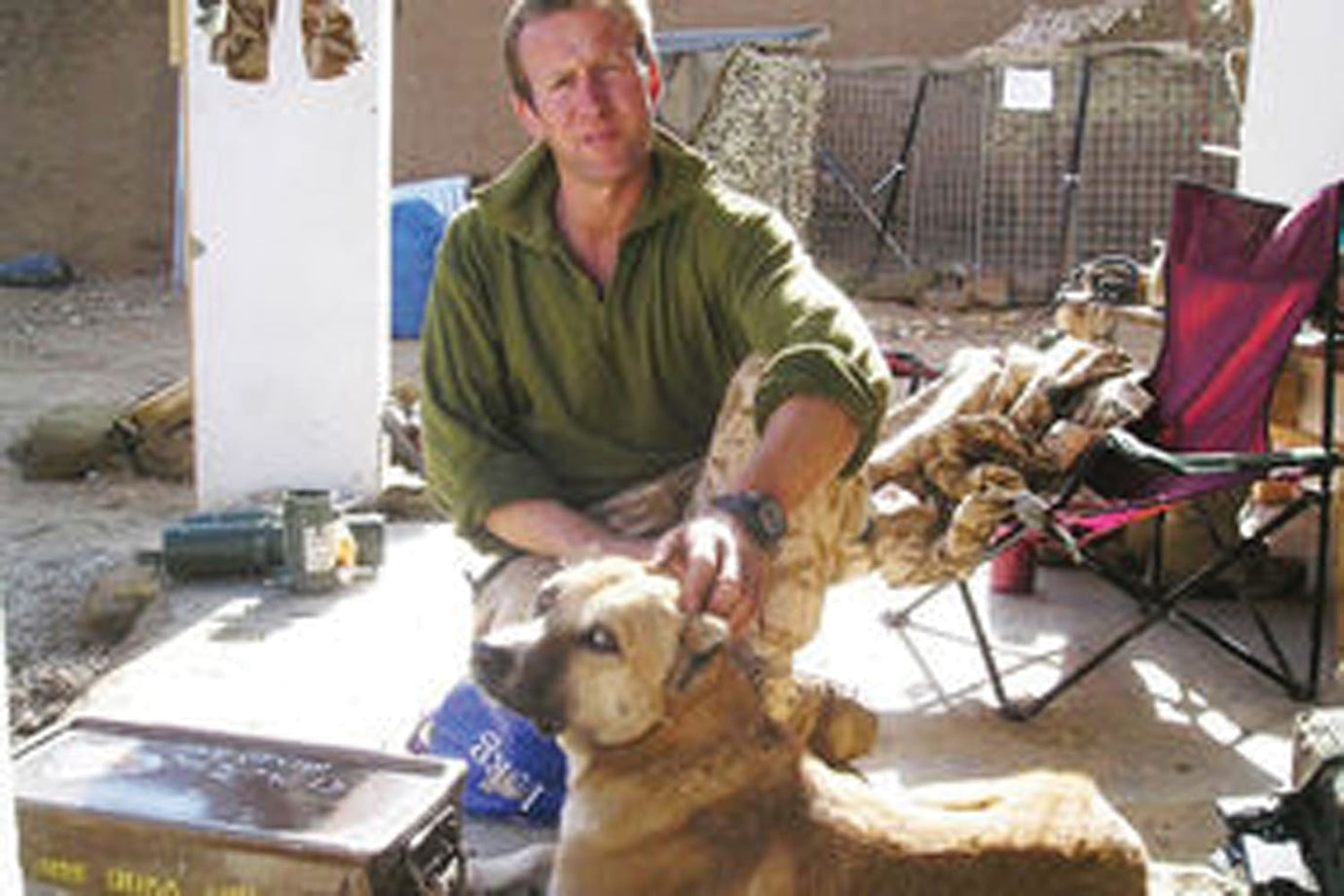 big protective pit bull mix dog with owner