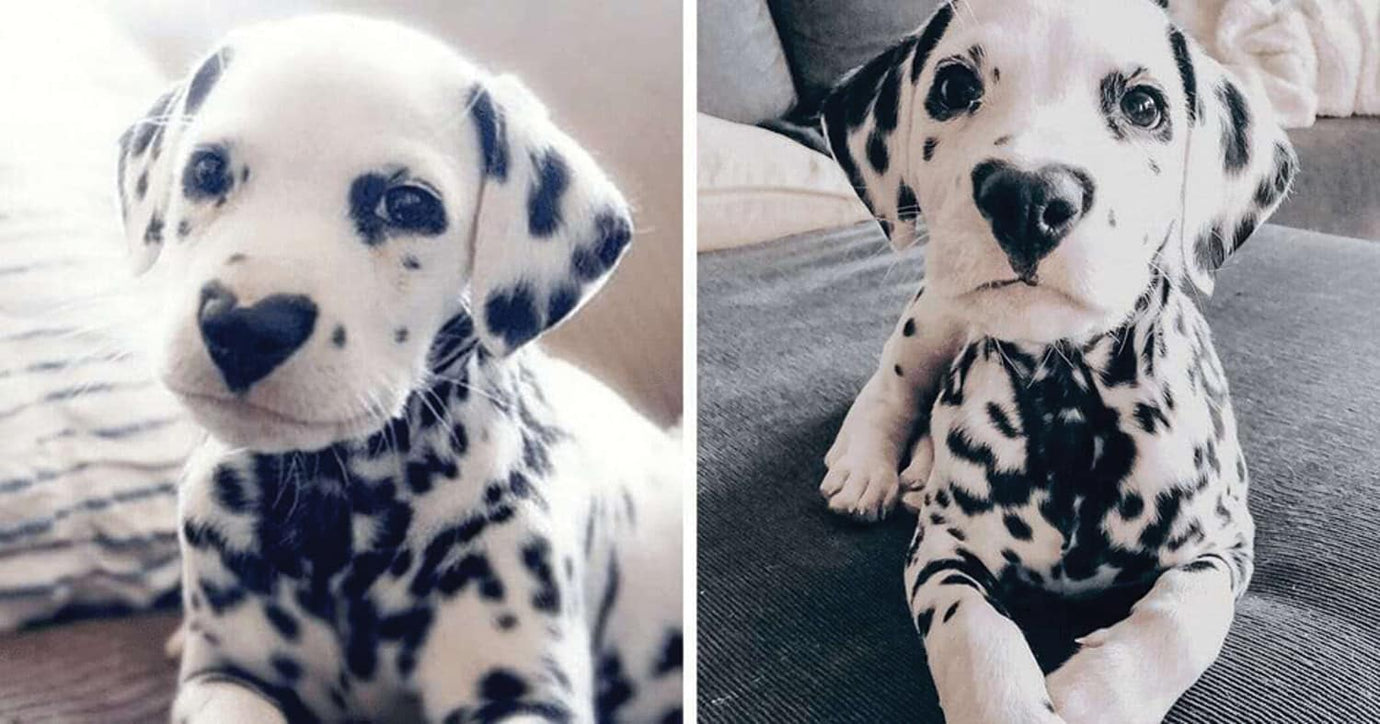 cutest dalmation