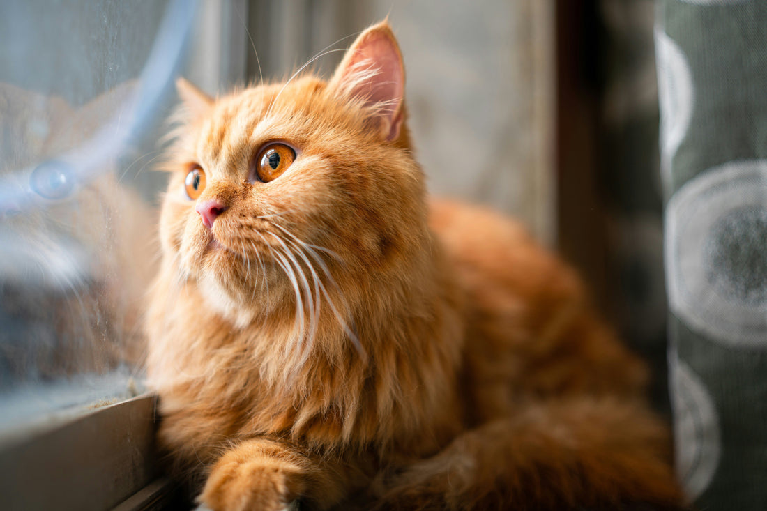 Pimp your cat's window perch: How to bring your cat’s window watching to the next level
