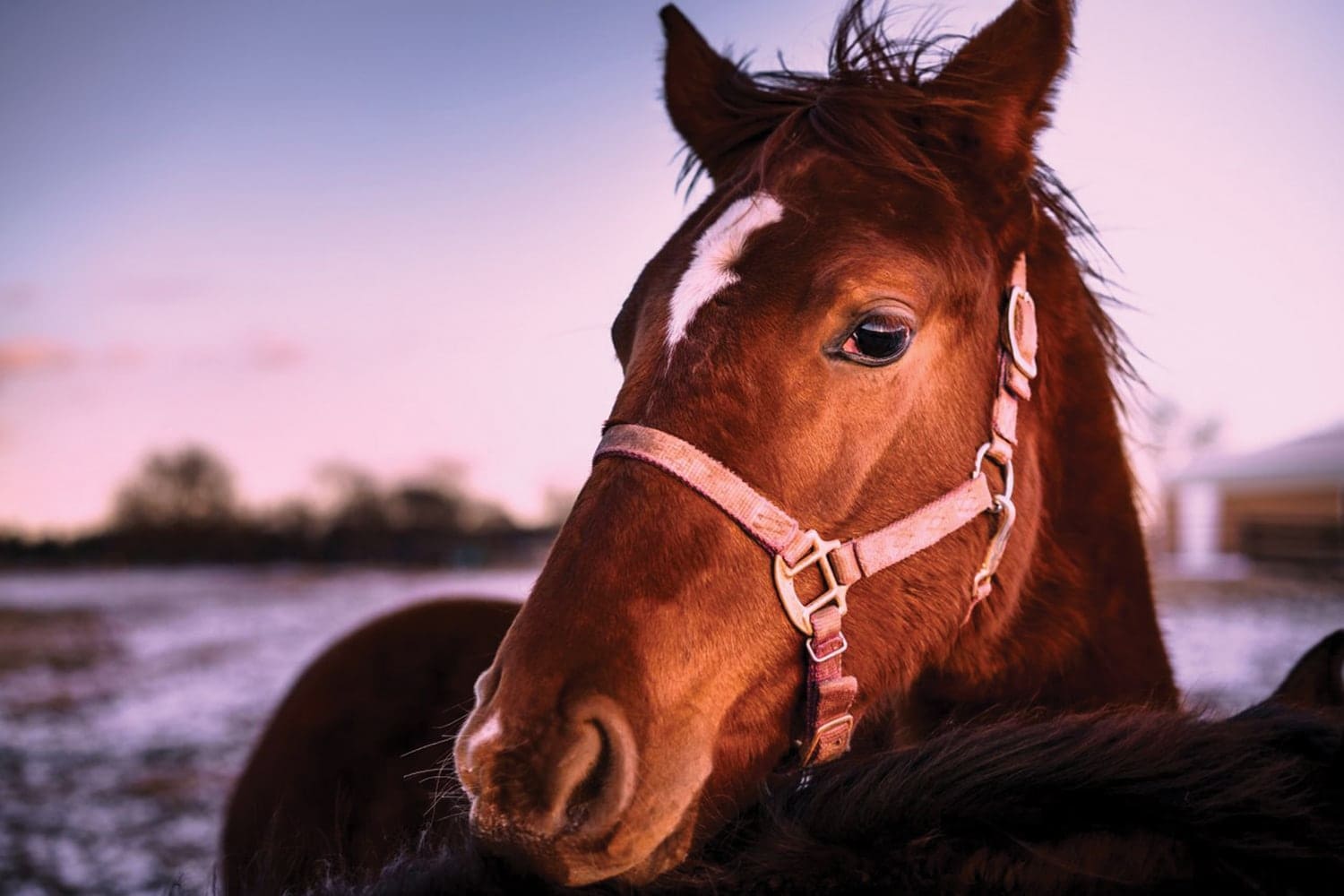 winter horse