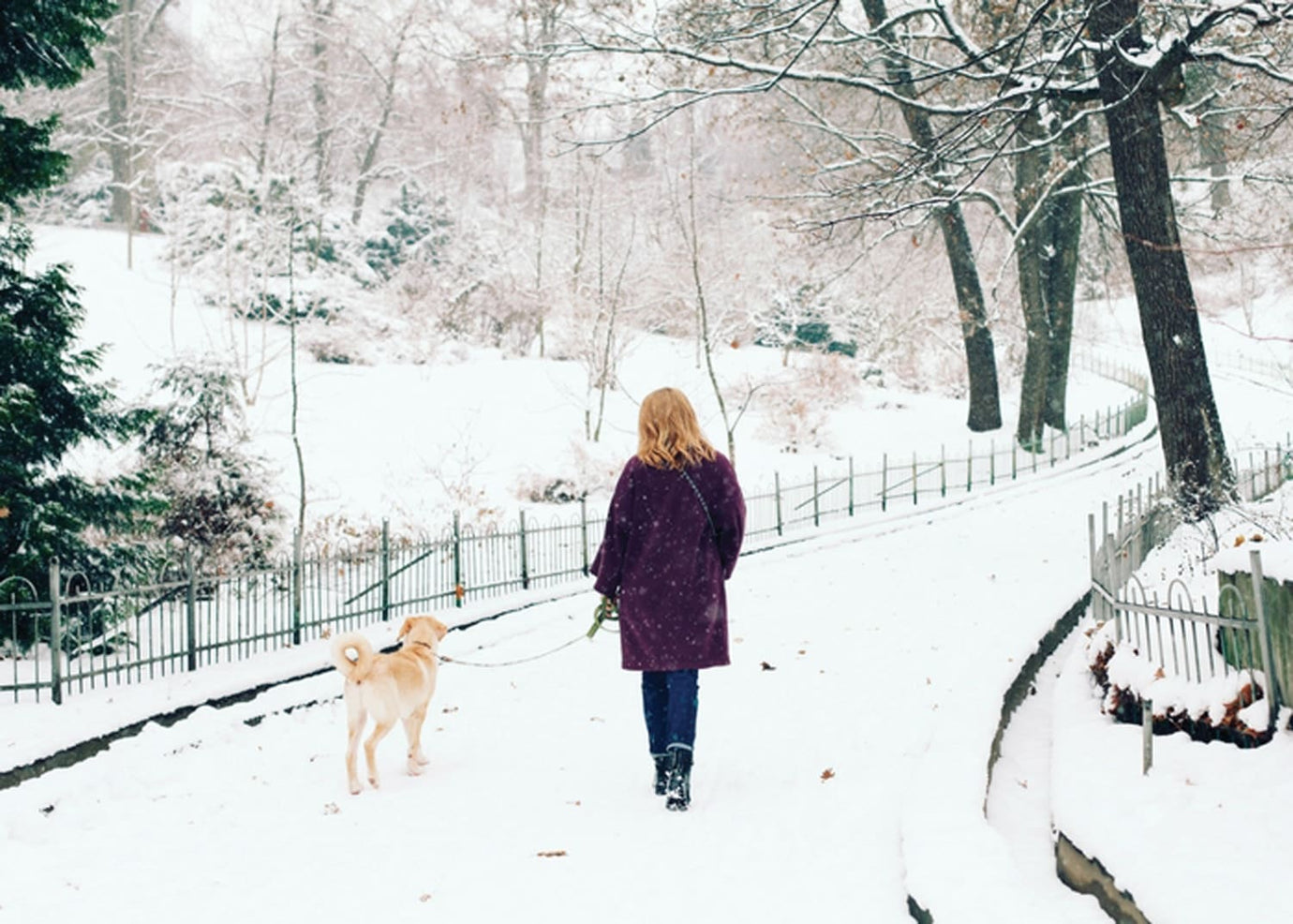 dog walks in the snow