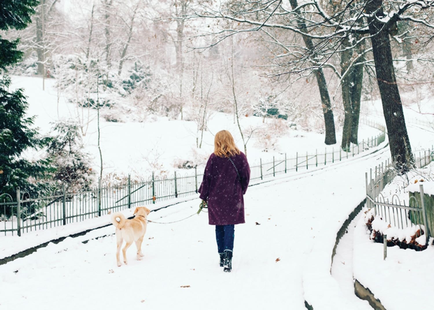 dog walks in the snow
