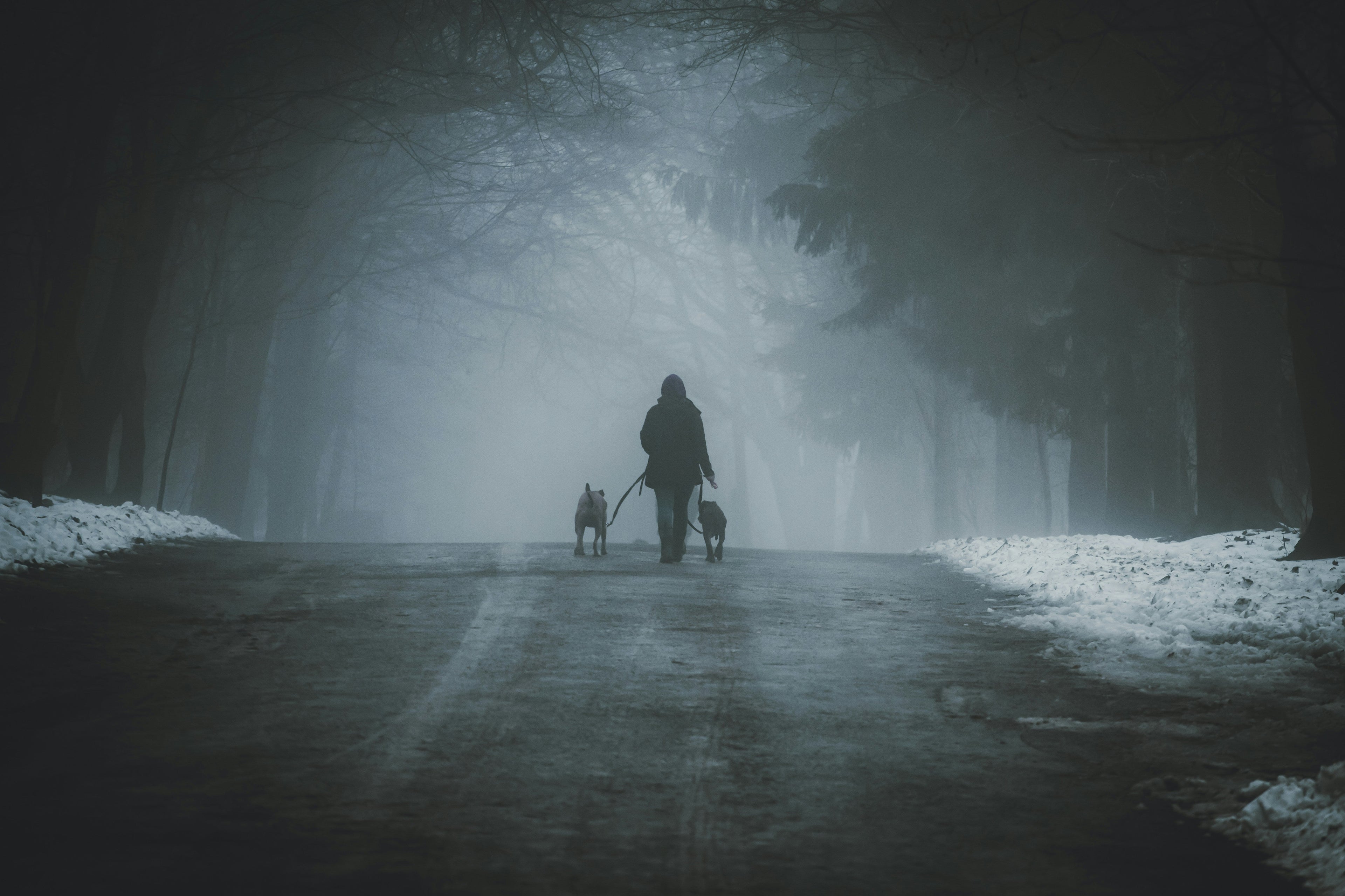 Vets urge pet owners to do 4 crucial things to keep cats and dogs safe during darker months