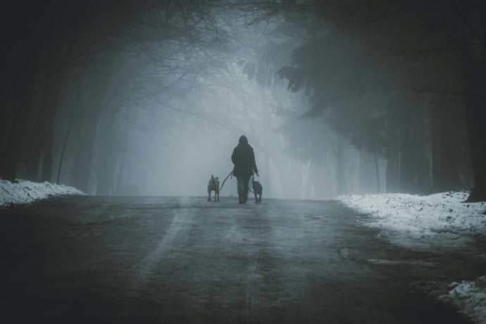 Vets urge pet owners to do 4 crucial things to keep cats and dogs safe during darker months