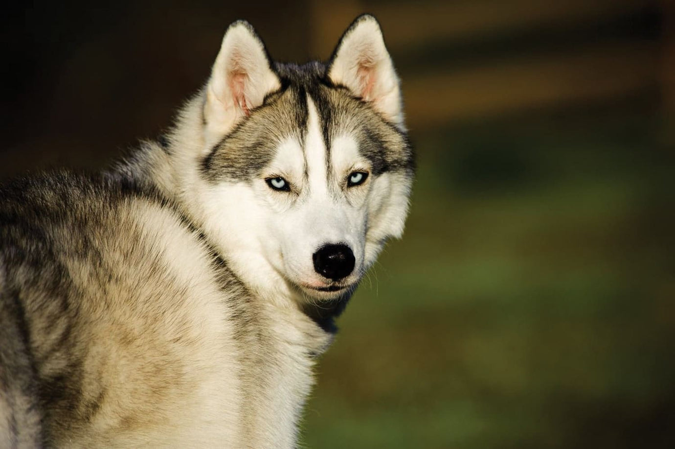 Dog looking like a wolf