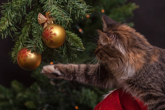 cat near a christmas tree