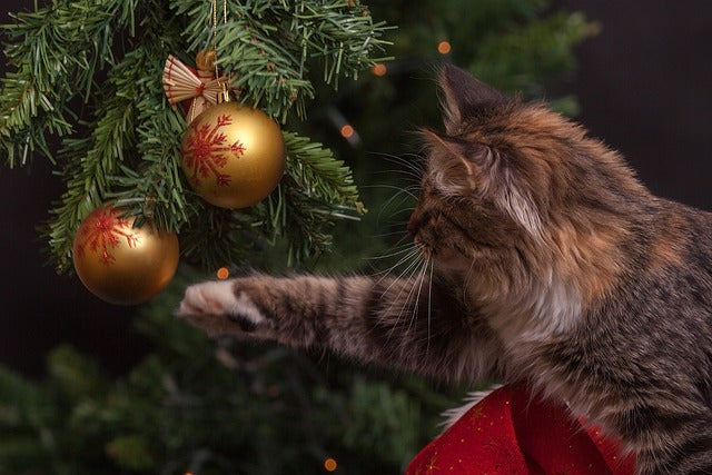 Festive Foliage Dilemma: Unwrapping the Risks of Christmas Trees for Cats and Dogs