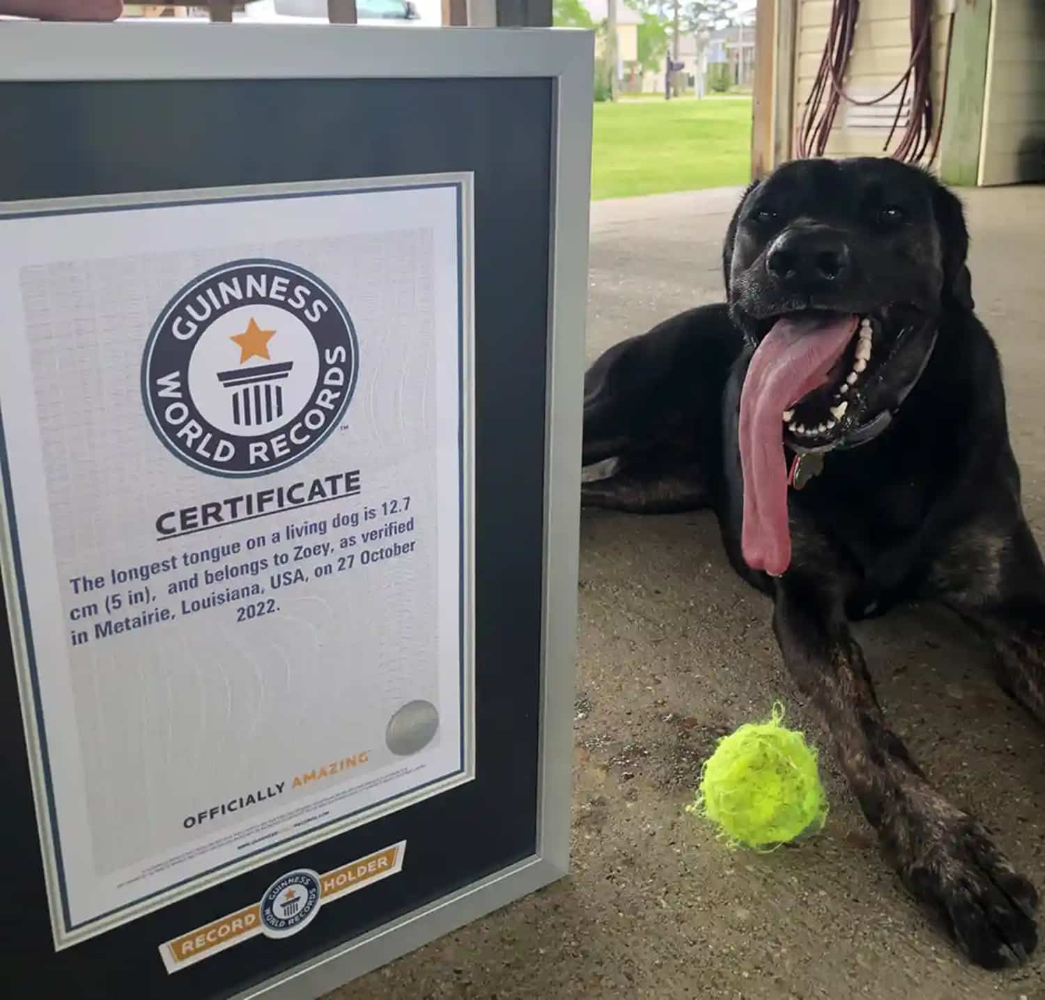 Zoey Sets Record: World's Longest Dog Tongue – My Pet Matters