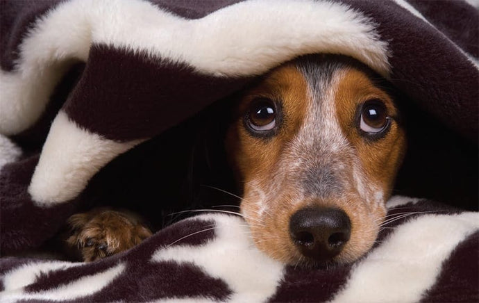 Your dog’s anxiety with fireworks