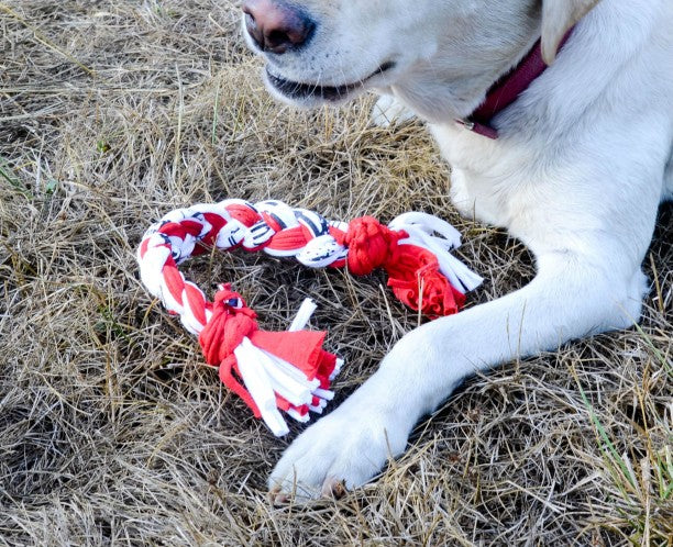 Crafting Love: DIY Pet Toys and Accessories Your Furry Friend Will Adore