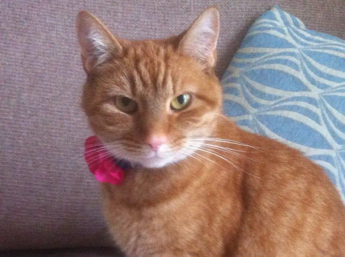 Is í Lily ár mBuaiteoir! Meitheamh 2020