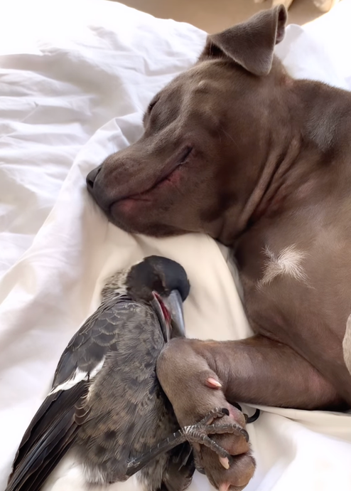 Trwydded i drilio: Dychwelodd Molly'r bioden at ofalwyr Queensland ar ôl caniatáu trwydded bywyd gwyllt arbennig