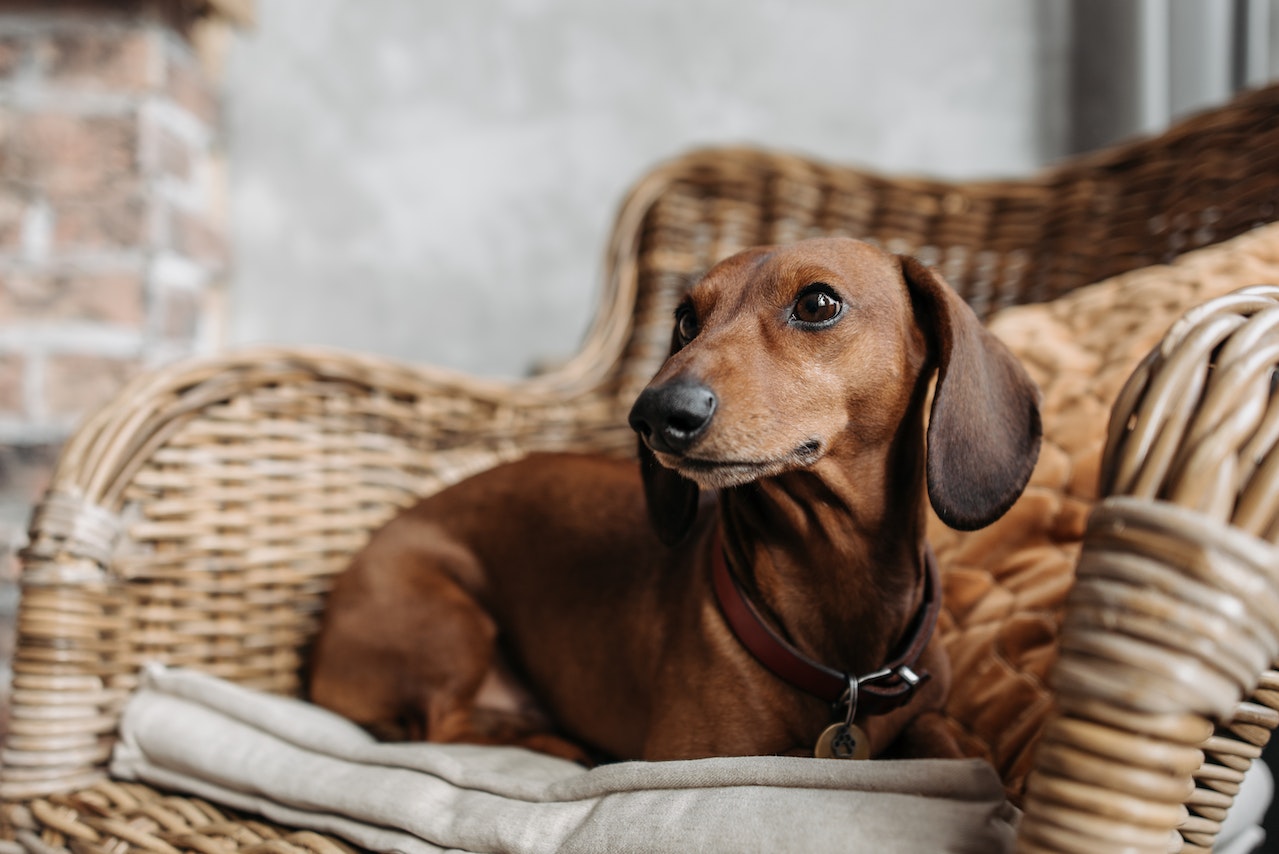 Vizsla on bamboo chair