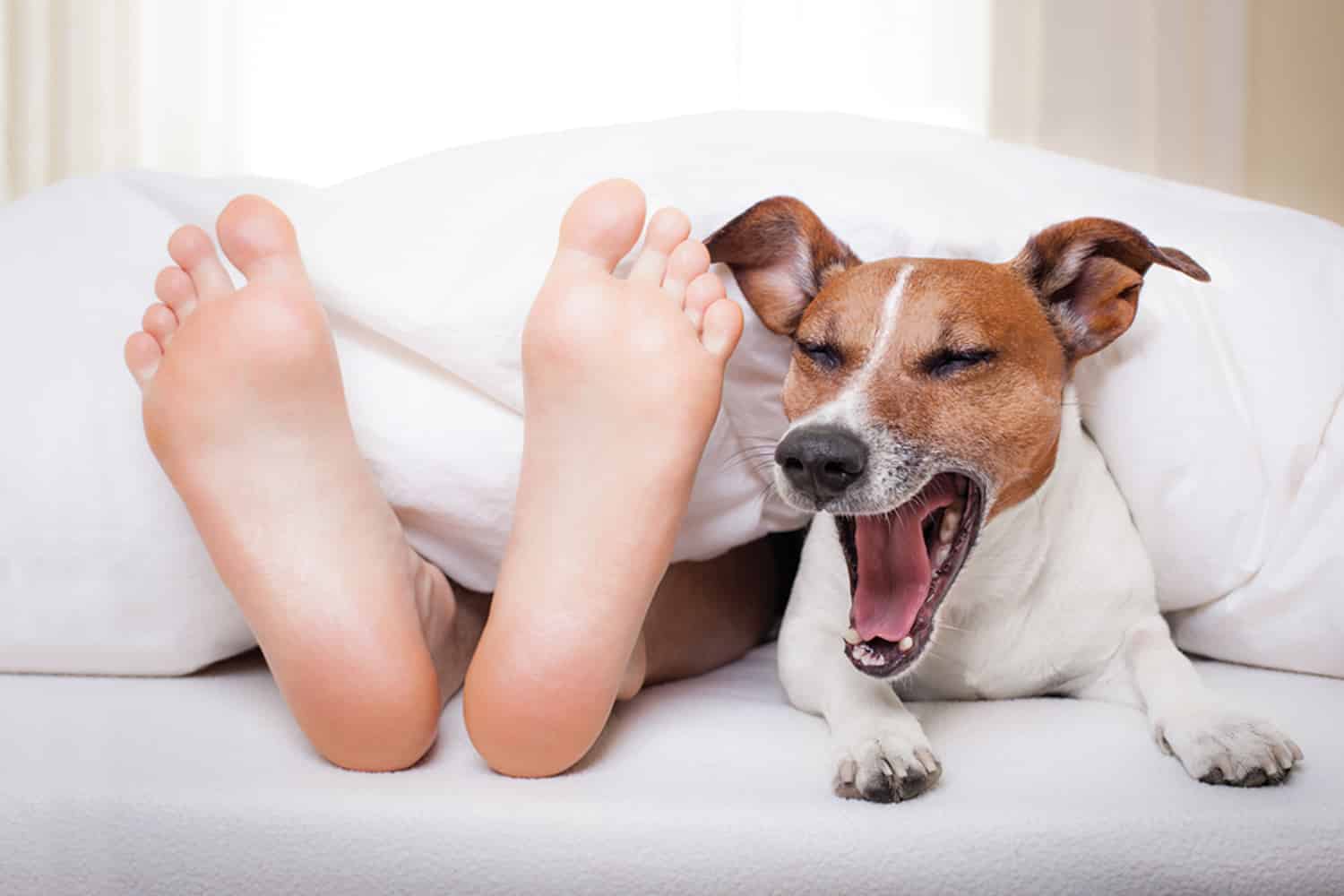 Pet in bed