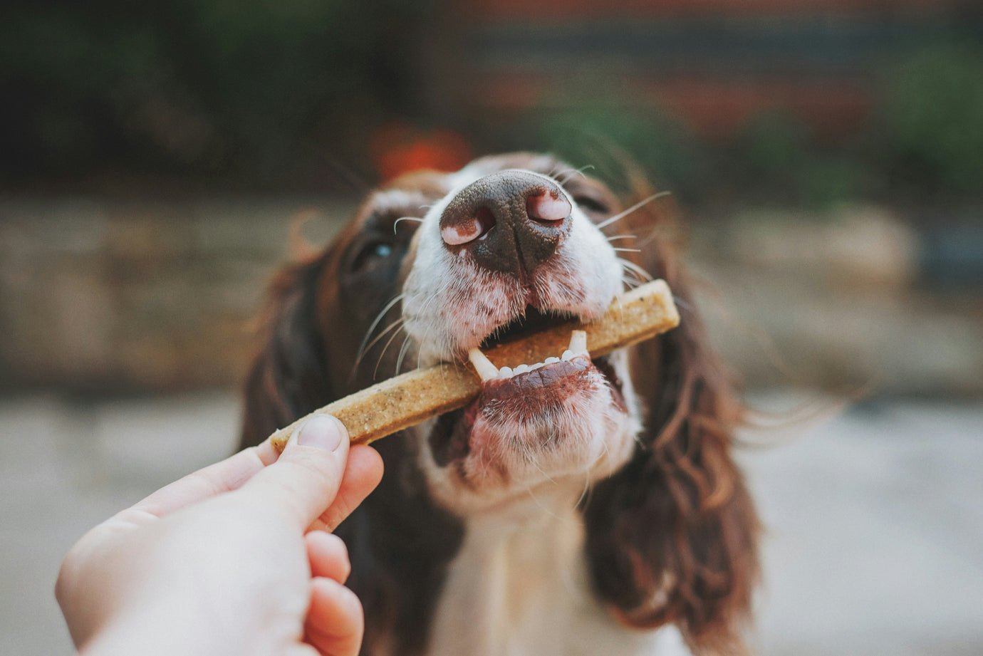 Dog Treats and Chews