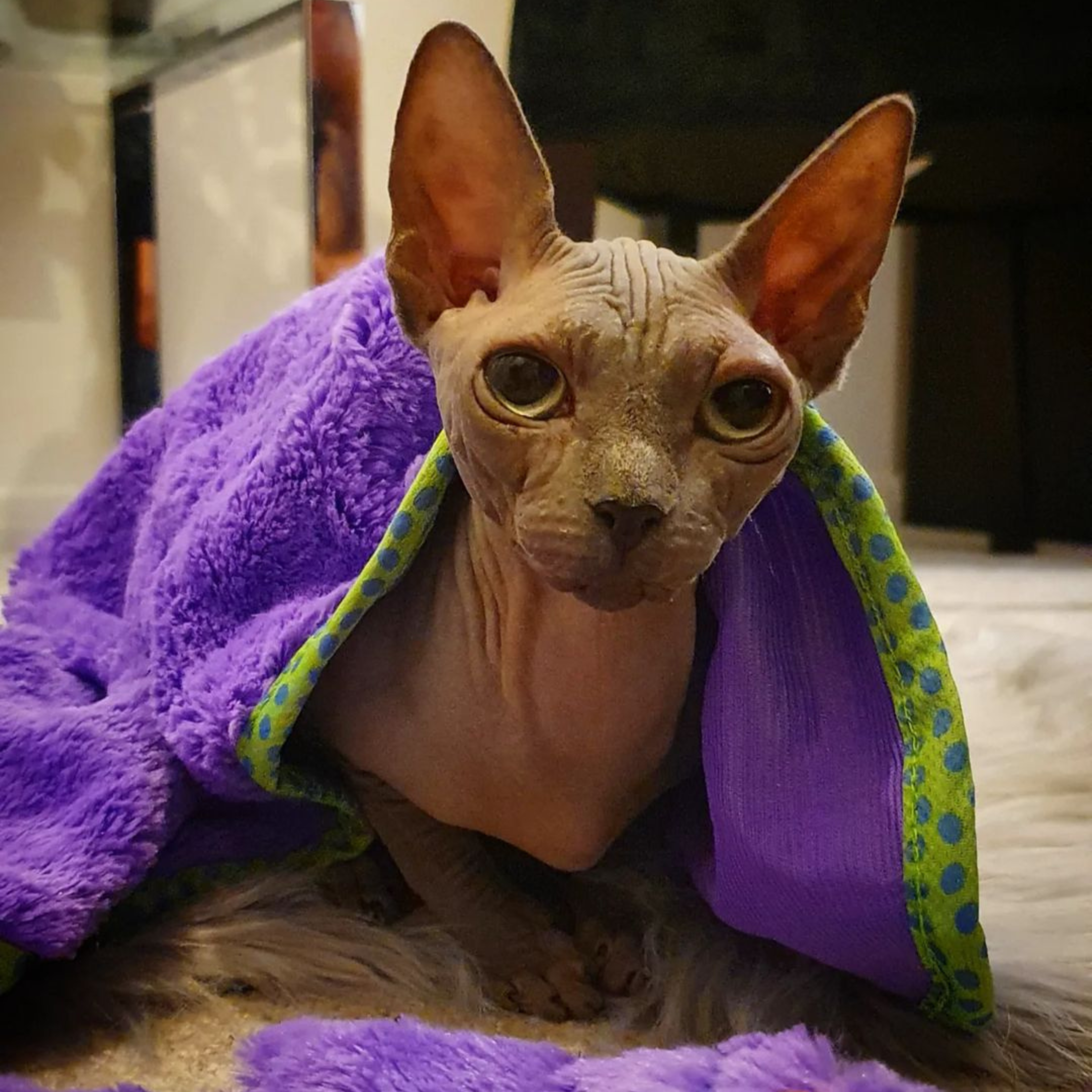 MyMeow Purple Blanket Cat Bedding