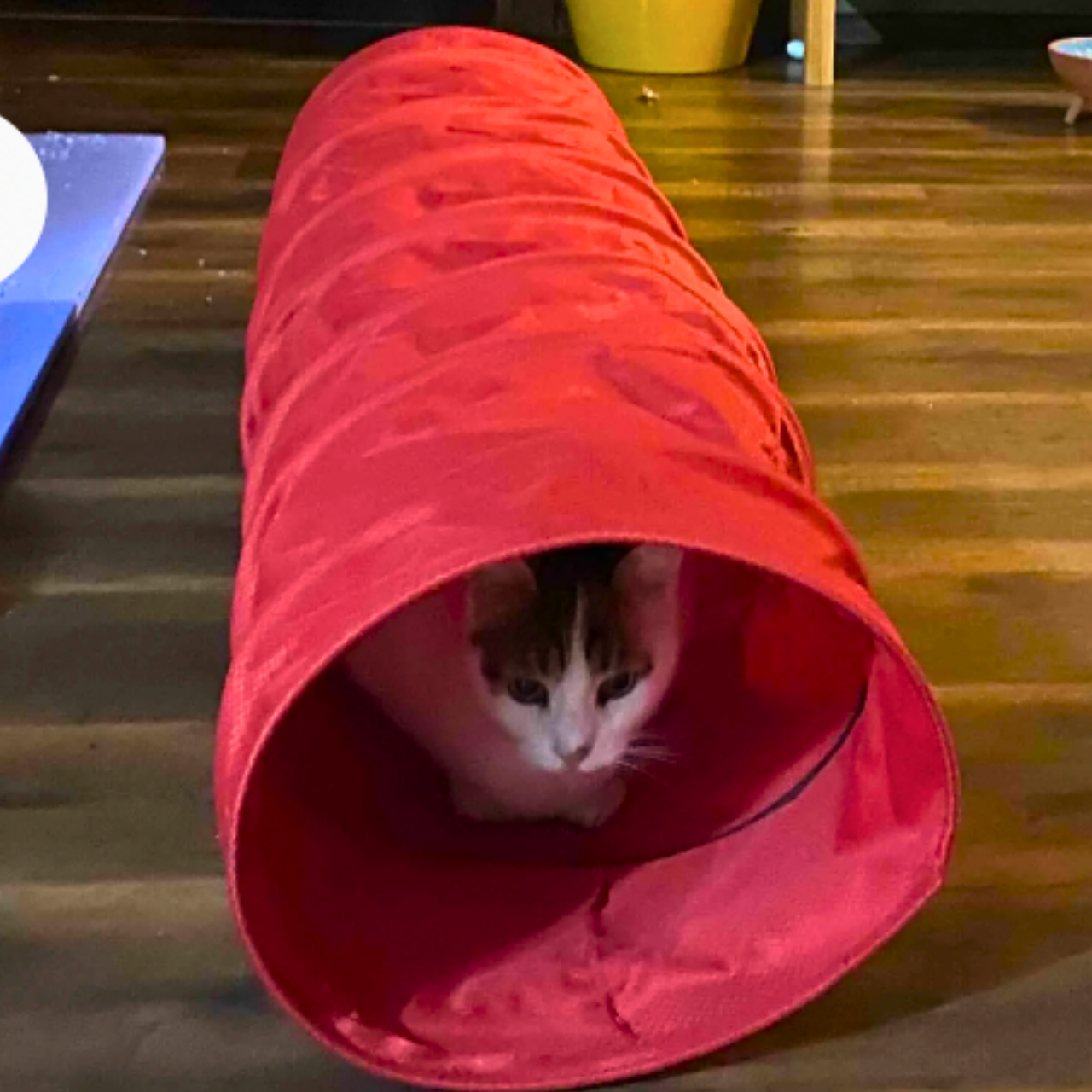 MyMeow Interactive Strengthened Red Long Cat Tunnel, 125cm