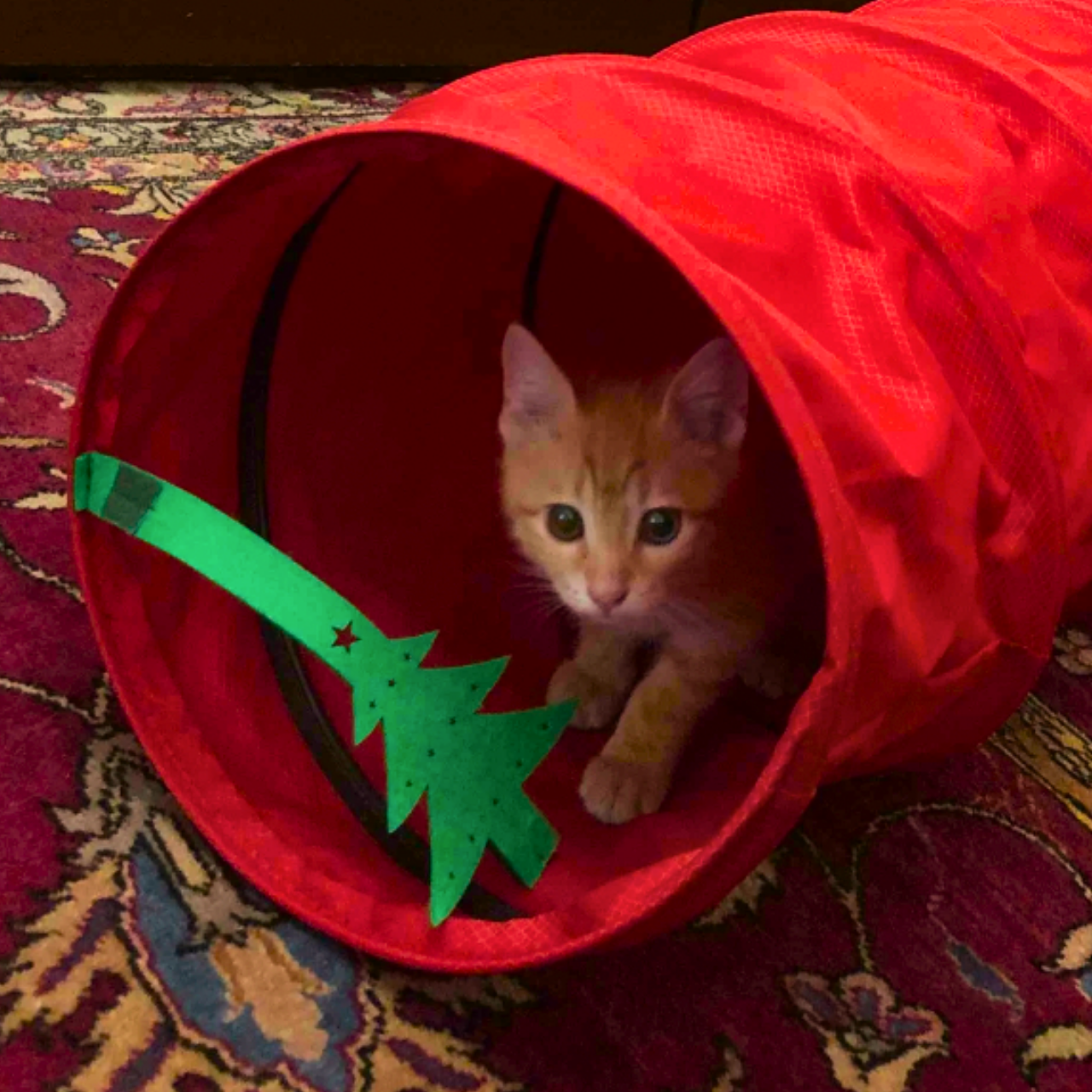 MyMeow Interactive Strengthened Red Long Cat Tunnel, 125cm