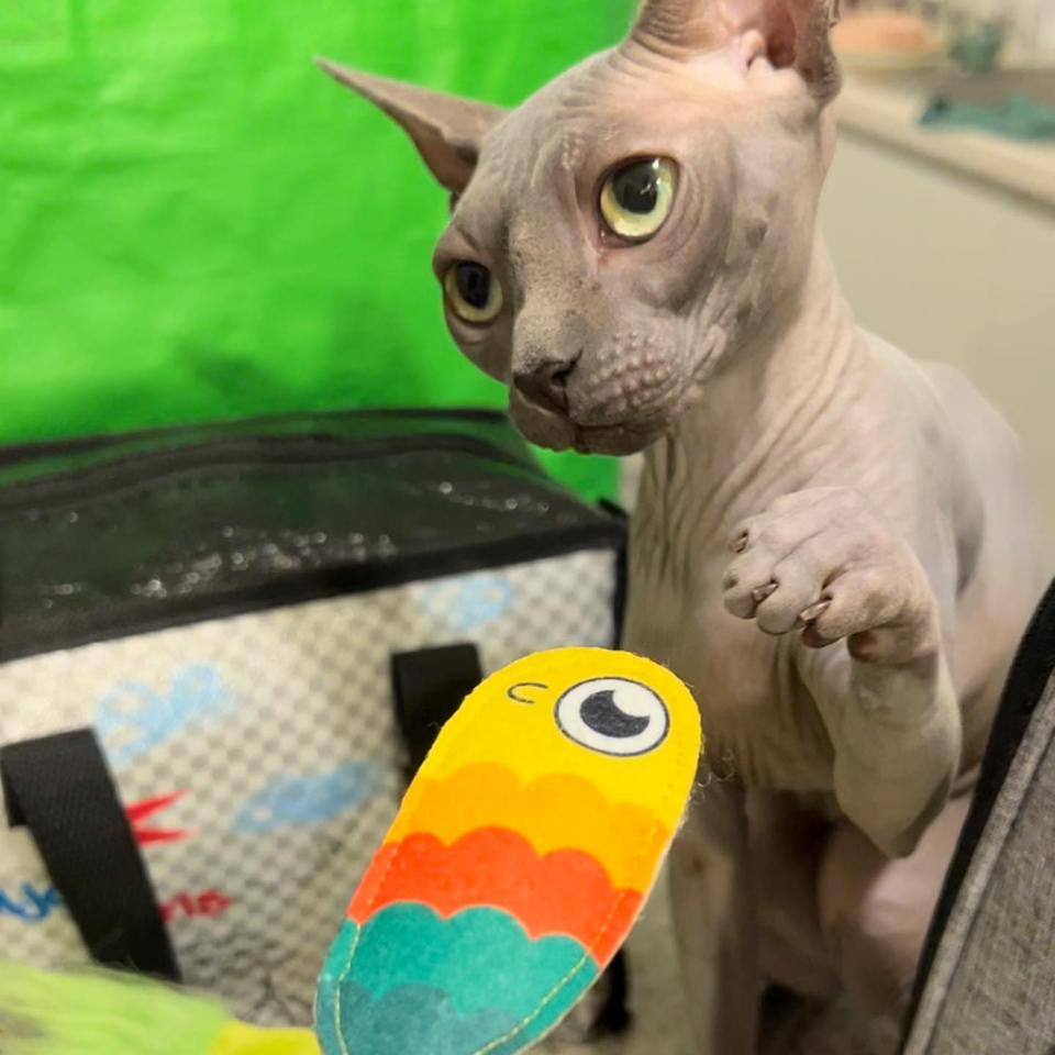 Addunedau Blwyddyn MyMeow Meow, Set Teganau Catnip