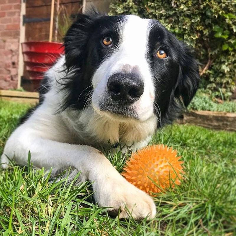 WufWuf&Rosewood Jolly Doggy Catch & Play Spikey Rubber Ball