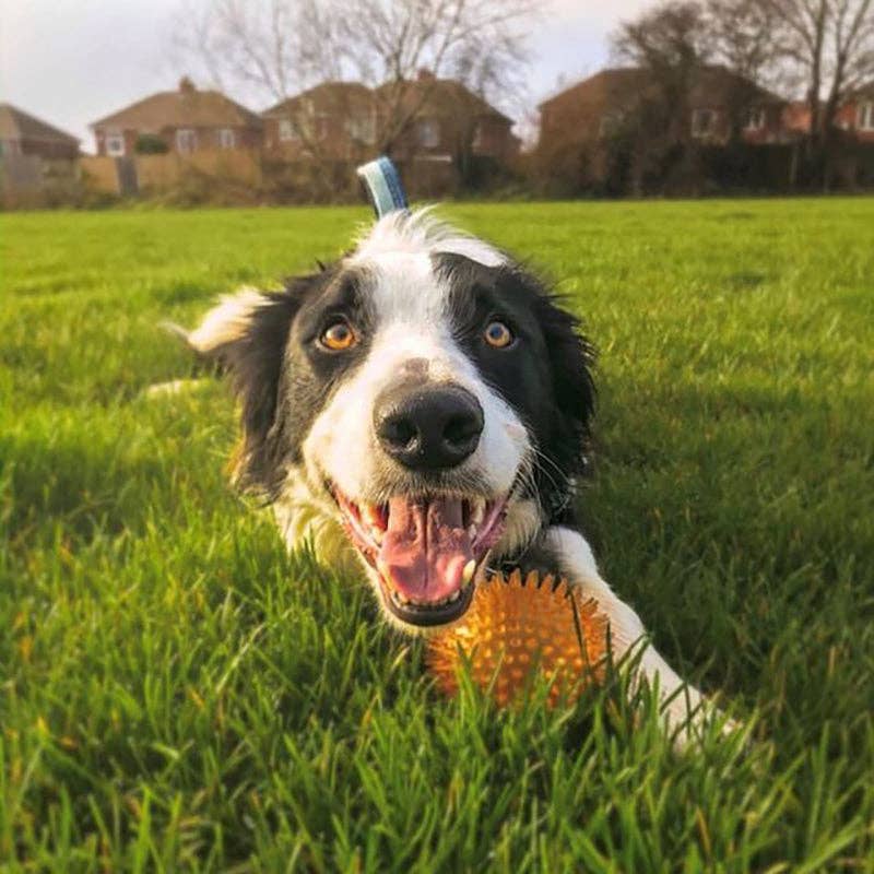 WufWuf&Rosewood Jolly Doggy Catch & Play Spikey Rubber Ball