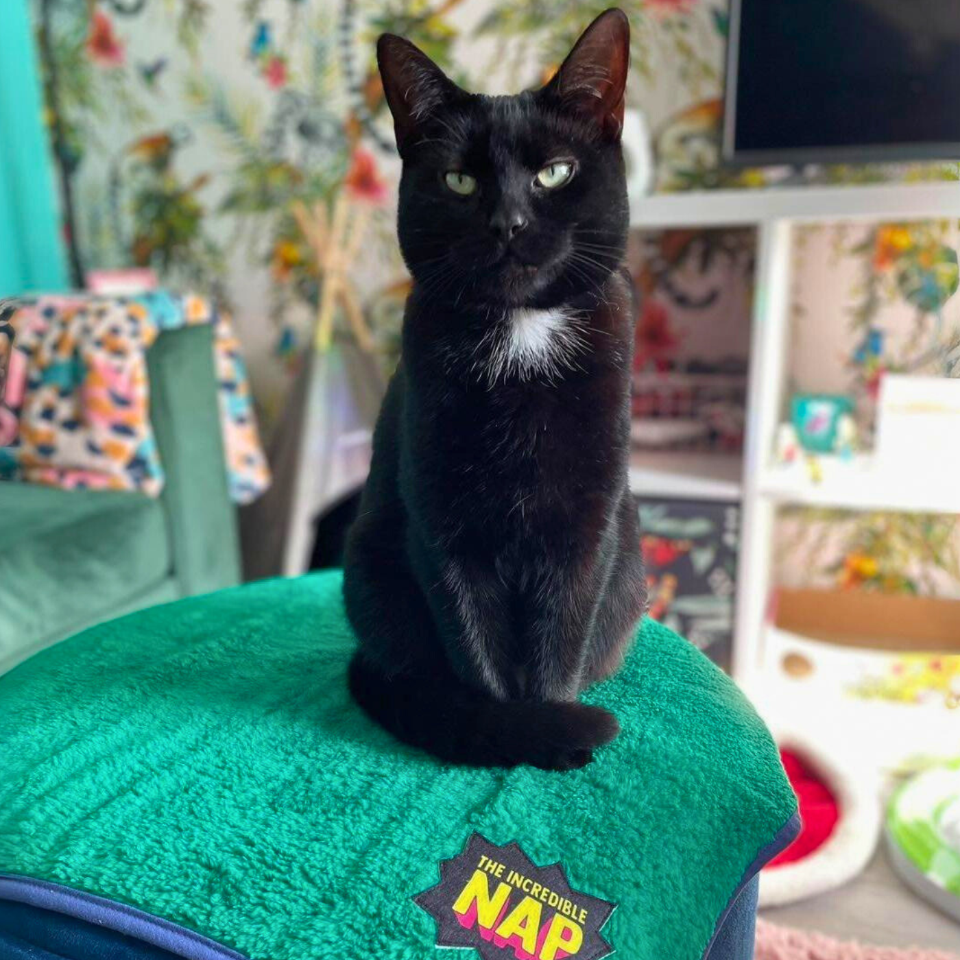 MyMeow Y Blanced Anhygoel Nap Pet, 50 cm x 70 cm