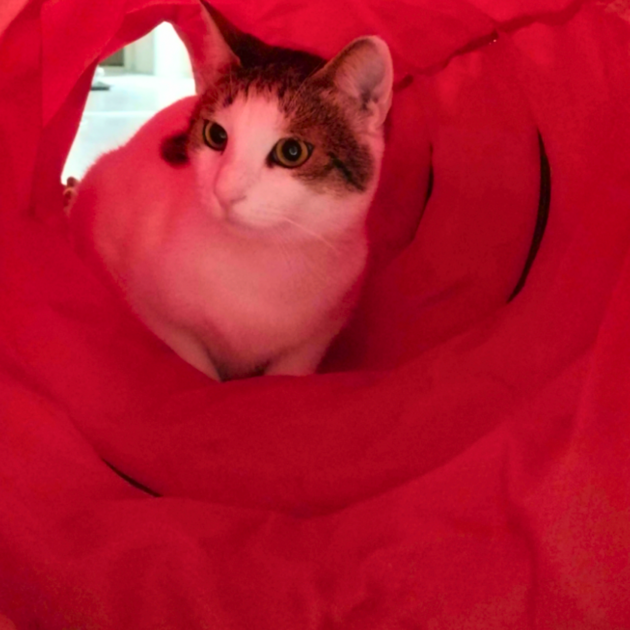 MyMeow Interactive Strengthened Red Long Cat Tunnel, 125cm