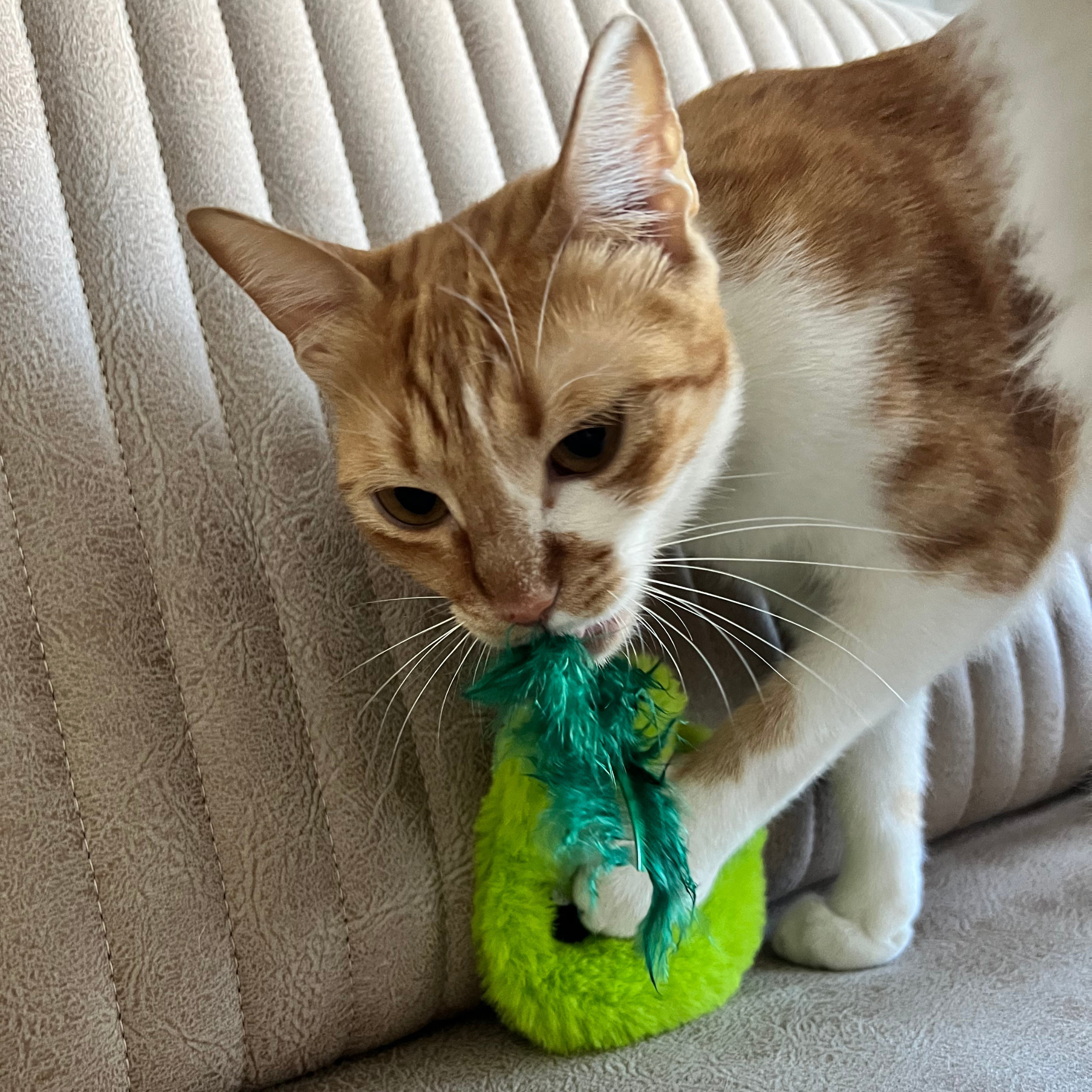 MyMeow Krazy Pear Refillable Cat Toy with 10 Catnip Teabags