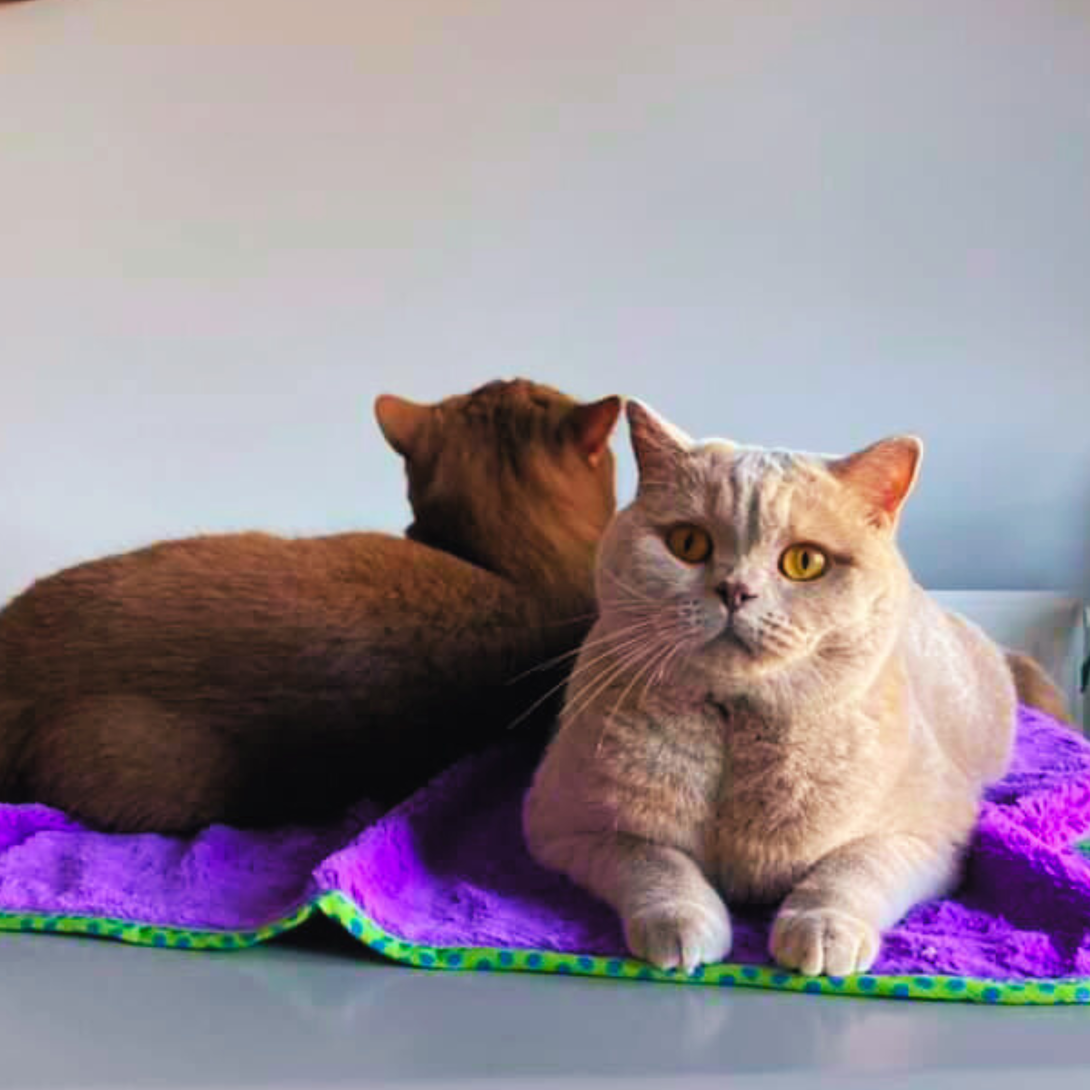 MyMeow Purple Blanket Cat Bedding