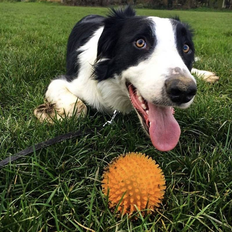 WufWuf&Rosewood Jolly Doggy Catch & Play Spikey Rubber Ball