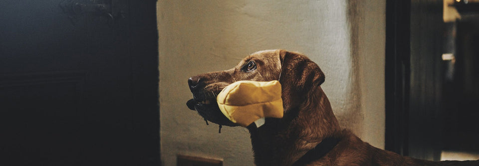 Beco Wedi'i Ailgylchu'n Arw ac Anodd - Crocodeil