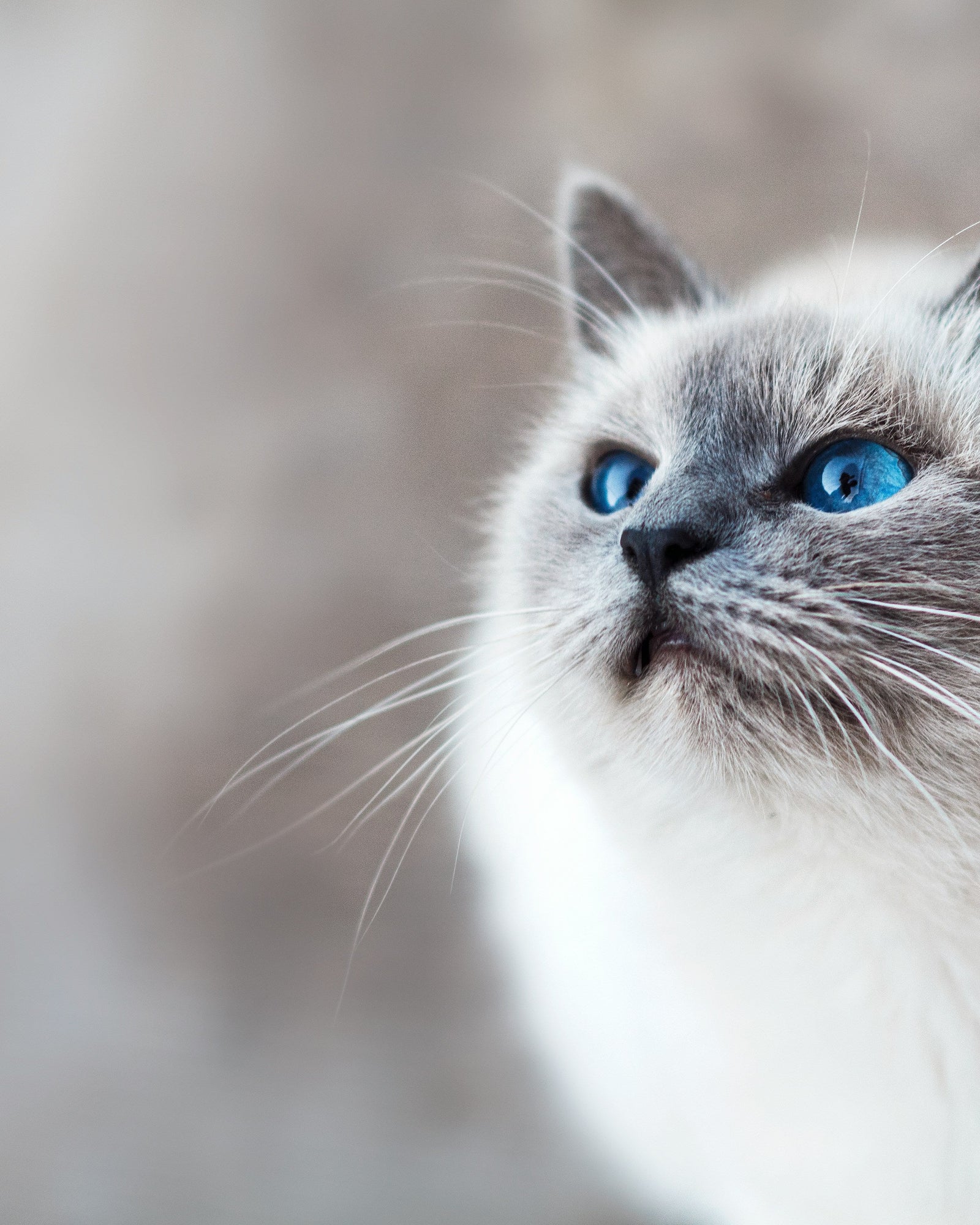 Cat with blue eyes looking to the side against a blurred background