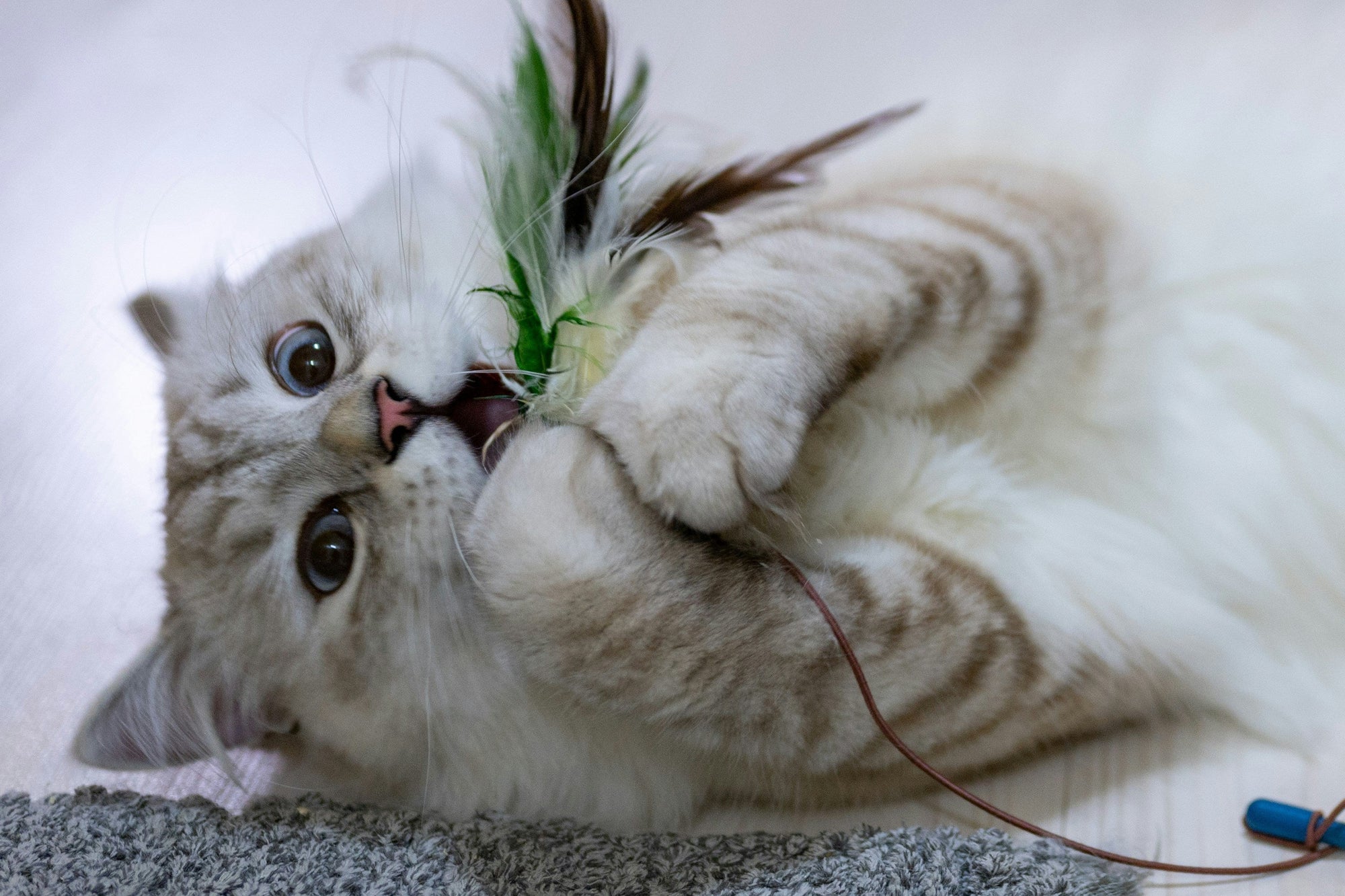 Cat playing with a feather toy on a light-colored floor