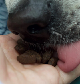 Skipper's Fish Training Treats 500g