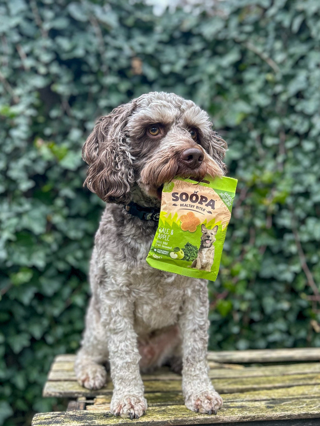 Cêl Soopa ac Afal Brathiadau Iach