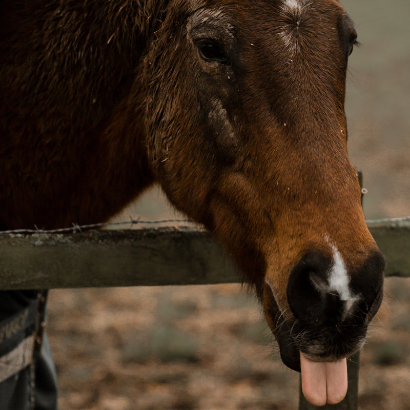 Brown horse with a white blaze on its face leaning over a fence.