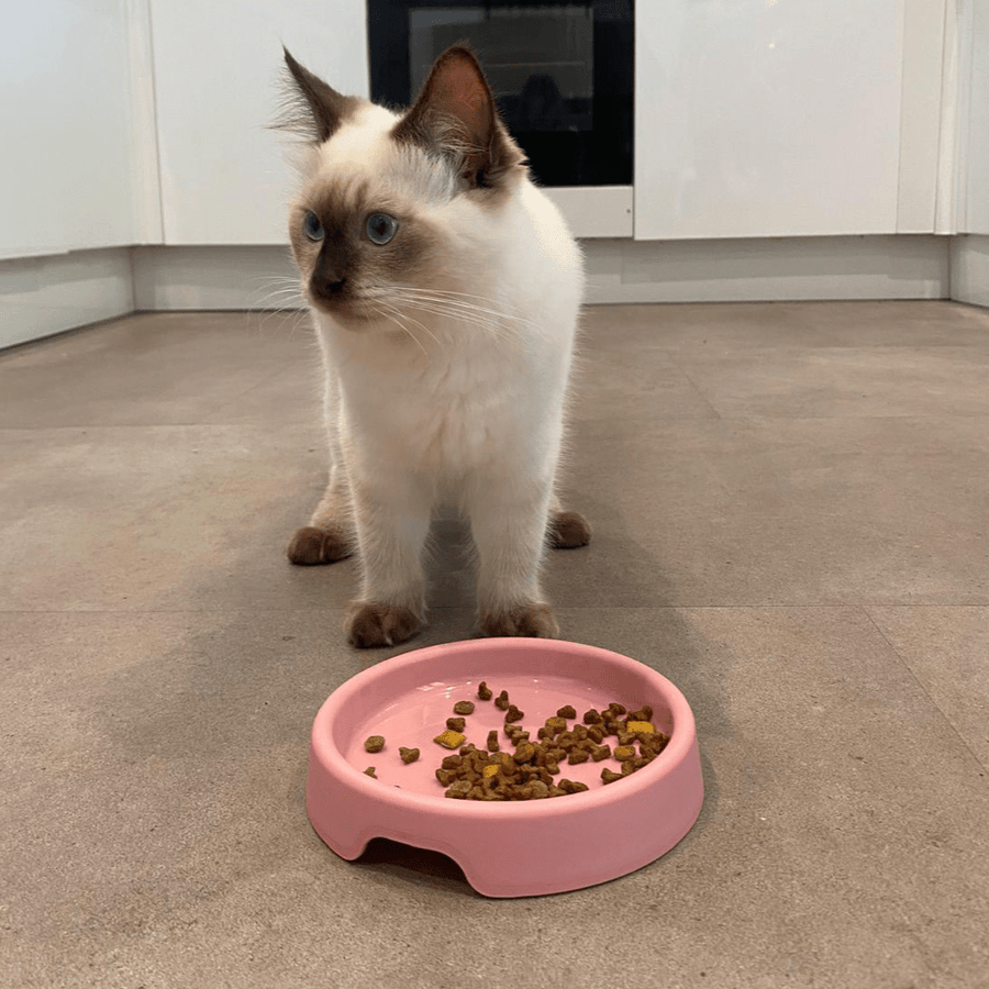 Babhla Cat Seasta Beco Olive Green