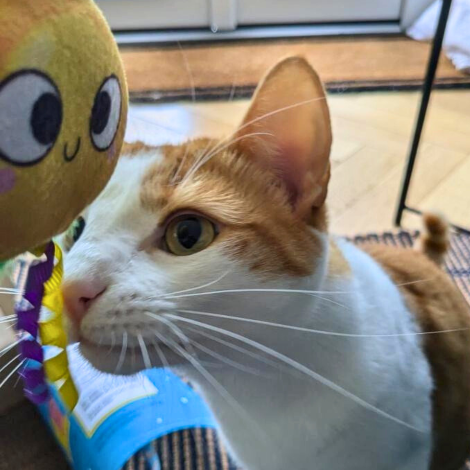 MyMeow a Byd Anifeiliaid Anwes Pluog Plethu Cat ymlid