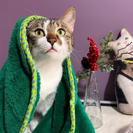 MyMeow The Incredible Nap Pet Blanket, 50 cm x 70 cm