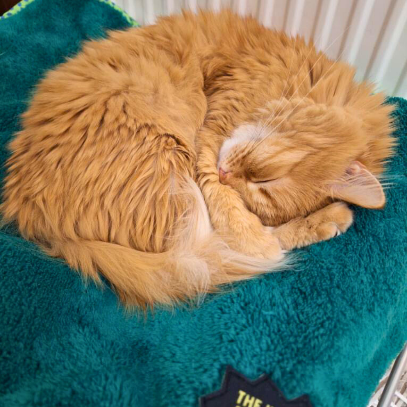 MyMeow Y Blanced Anhygoel Nap Pet, 50 cm x 70 cm