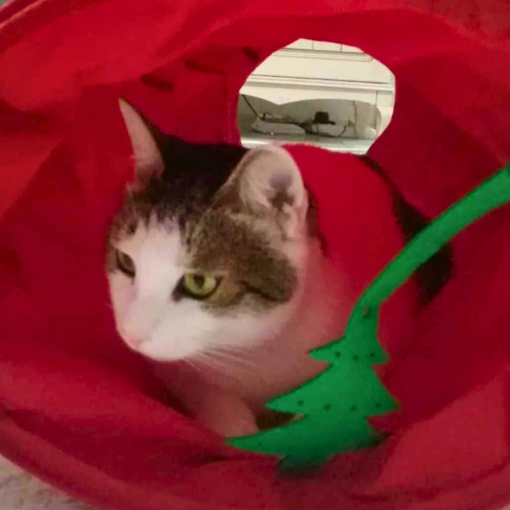 Twnnel Cath Hir Coch Cryfhau MyMeow Rhyngweithiol, 125cm