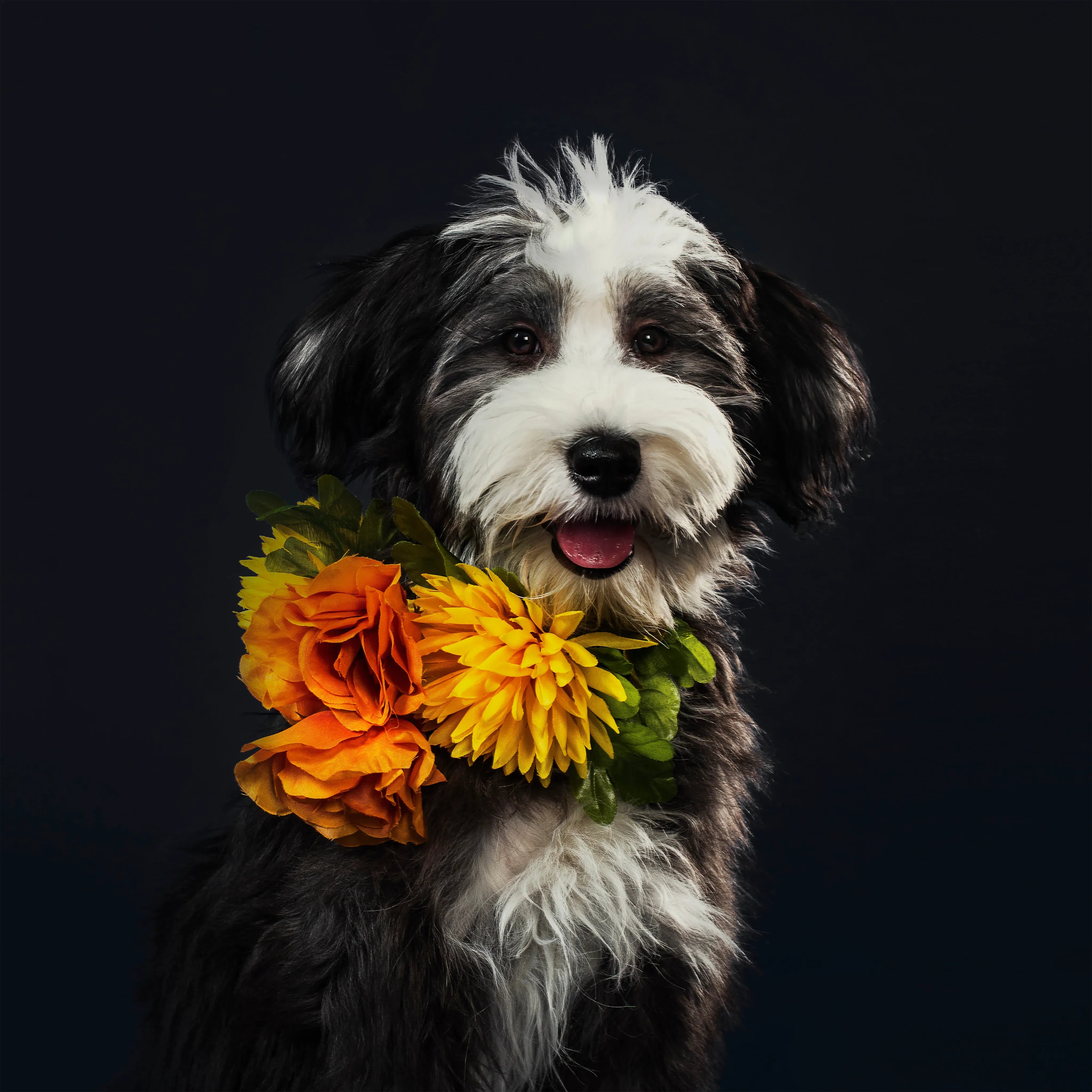 fluffy puppy portrait with flowers