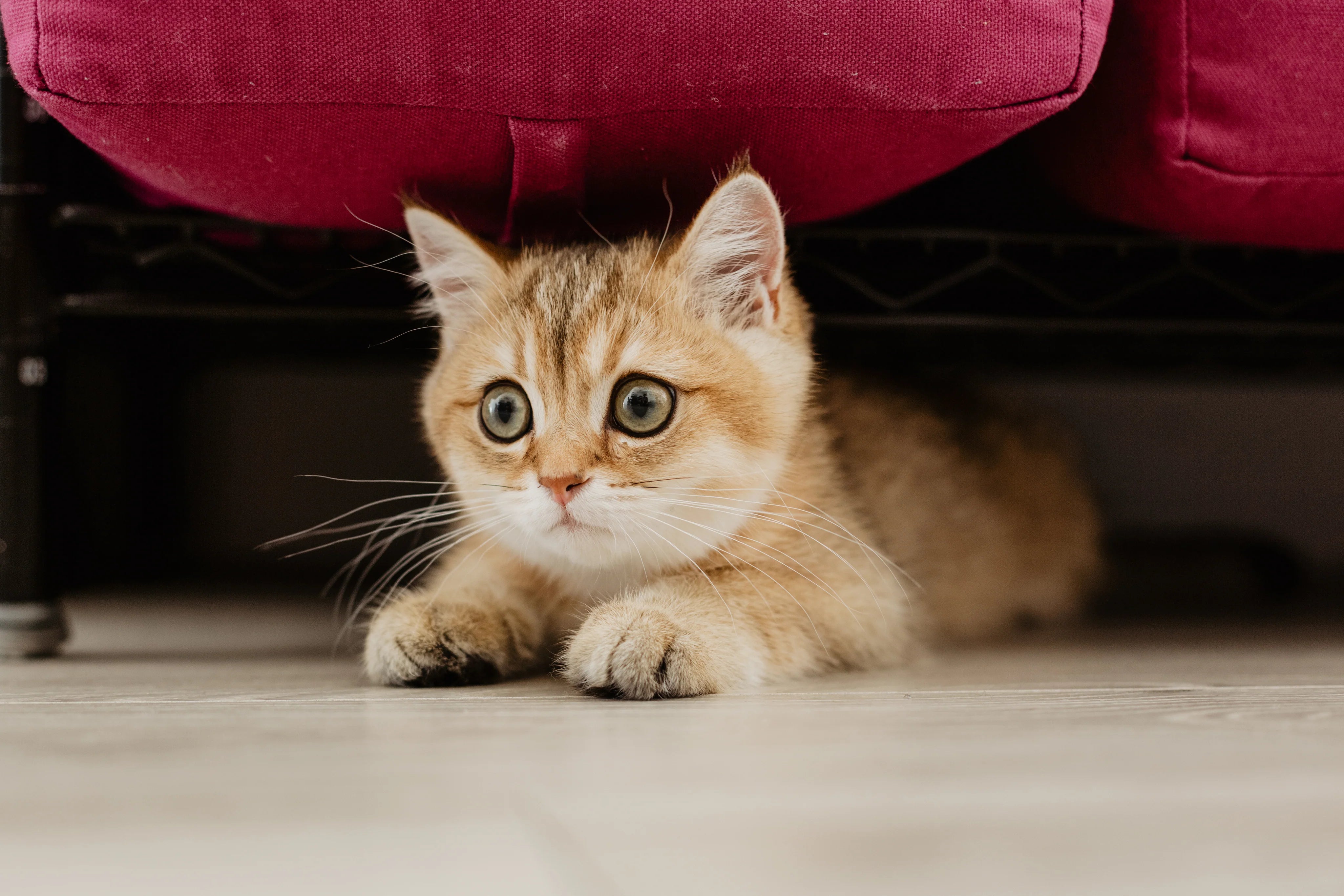 scared-kitty-hiding